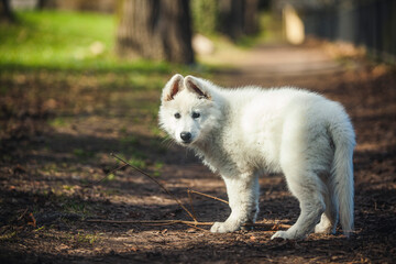 Schweizer Schäferhund im Wald. Welpe erkundet die Umgebung.