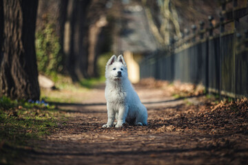Schweizer Schäferhund im Wald. Welpe erkundet die Umgebung.