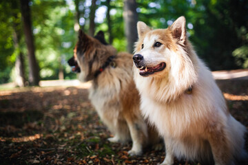 Zwei Hunde sitzen im Wald auf dem Boden.