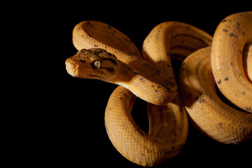 Red Amazon tree boa isolated on black