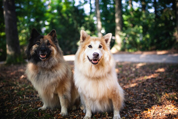 Zwei Hunde sitzen im Wald auf dem Boden.