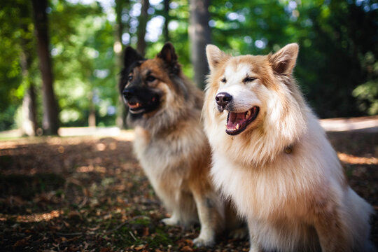 Zwei Hunde sitzen im Wald auf dem Boden.