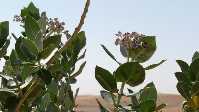 Flowers of Calotropis procera, Apple of Sodom, moving in the desert wind