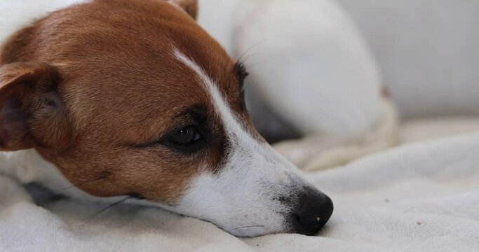 muzzle Jack Russell Terrier lies on a white blanket and looks with his eyes into the frame