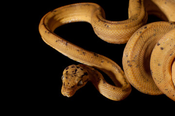 Red Amazon tree boa isolated on black