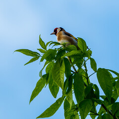 Small cute goldfinch sitting on the tree top among green foliage on blue sky background