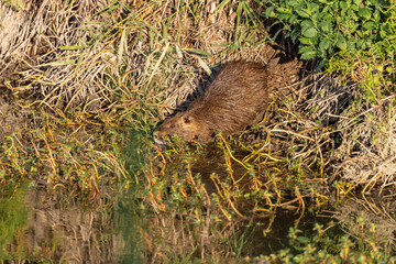 Nutria in the autumn morning near the lake in Agamon Hula, Israel.