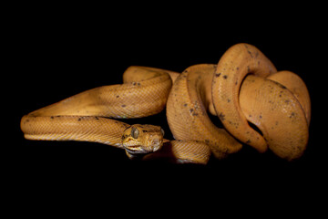 Red Amazon tree boa isolated on black