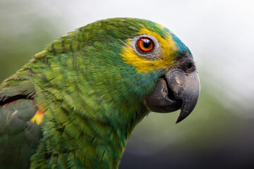 blue and yellow macaw