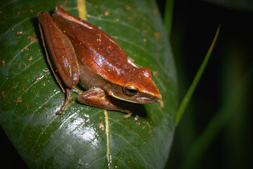 Naklejka premium frog on leaf