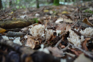 Champignons éponge blanc