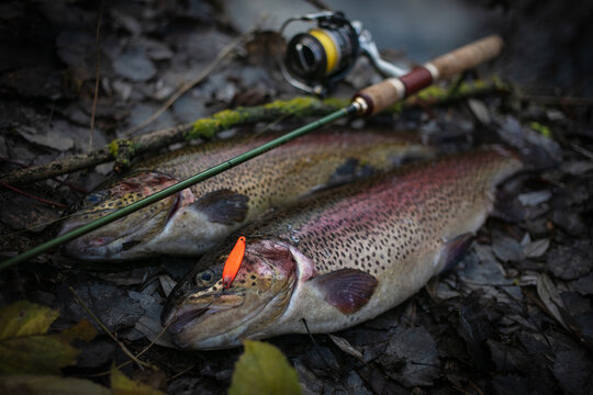 Fishing background. Trophy rainbow trout.	