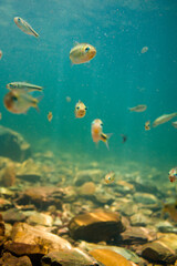 Fototapeta premium fish in blue water