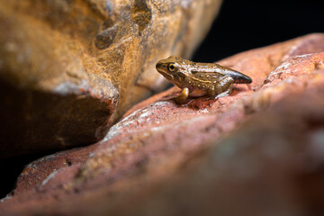 frog on the rocks