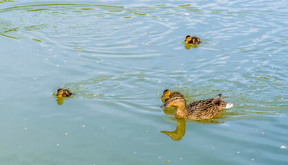 A view of ducks on the Oxford Canal at the village of Napton, Warwickshire in summertime