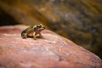 frog on the stone