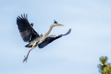 Graureiher (Ardea cinerea)