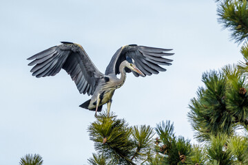Graureiher (Ardea cinerea)