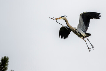 Graureiher (Ardea cinerea) mit Nistmaterial