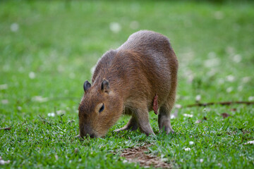 capivara
