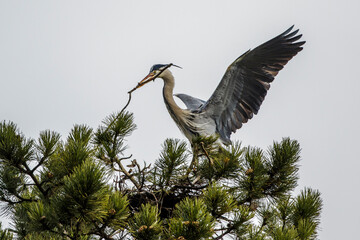 Graureiher (Ardea cinerea) mit Nistmaterial