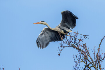 Graureiher (Ardea cinerea)