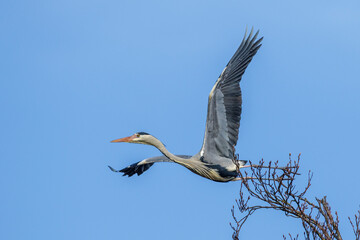 Graureiher (Ardea cinerea)