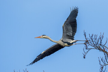 Graureiher (Ardea cinerea)