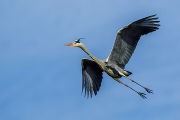 Graureiher (Ardea cinerea)
