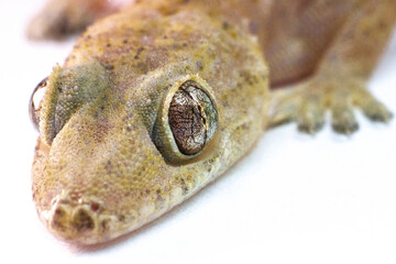 gekko on white