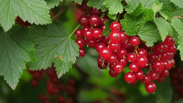 Ripe red currant at the garden, closeup. Autumn harvest