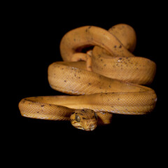 Red Amazon tree boa isolated on black