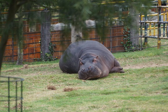 el hipopotamo en el prado