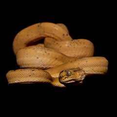 Red Amazon tree boa isolated on black