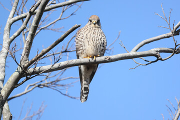 枝にとまるチョウゲンボウ