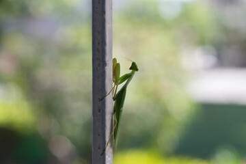 Giant African mantis (praying mantis), blurry background