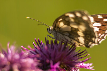 Butterfly in a field on a flower