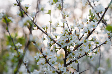 Blooming tree with white flowers. Spring flowers on cherry tree in sunlight