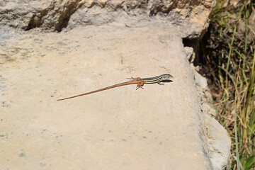 little lizard on the rock sunbathing