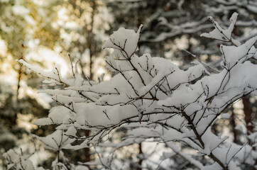 Tree branches covered with snow. Winter sunset in the forest.