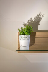 Beautiful plastic plant in the interior decor of the room and apartment