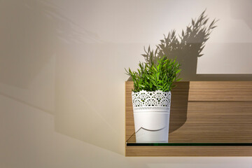 Beautiful plastic plant in the interior decor of the room and apartment