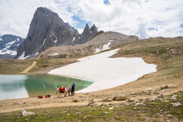 Un âne dans la montagne au col du palet, Vanoise, Alpes, France