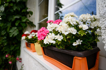 Fototapeta na wymiar Blooming geranium on the windowsill of a family house.