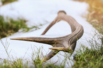 Large strong deer antler from Slovak mountains in beautiful forest environment.