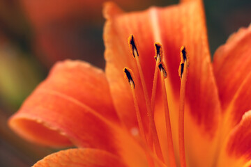 Red flower in a field with pollen