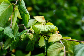 Green hazelnuts on a twig.