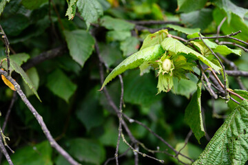 Green hazelnuts on a twig.
