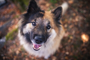 Elo lächelt in die Kamera. Hund beim spazieren gehen durch den Park.