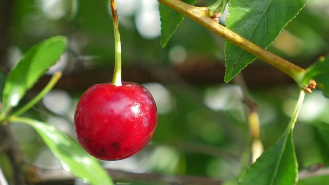 Red ripe cherry grow on tree at the garden, closeup. Autumn harvest